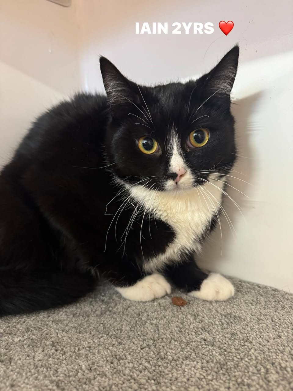 Ian the cat