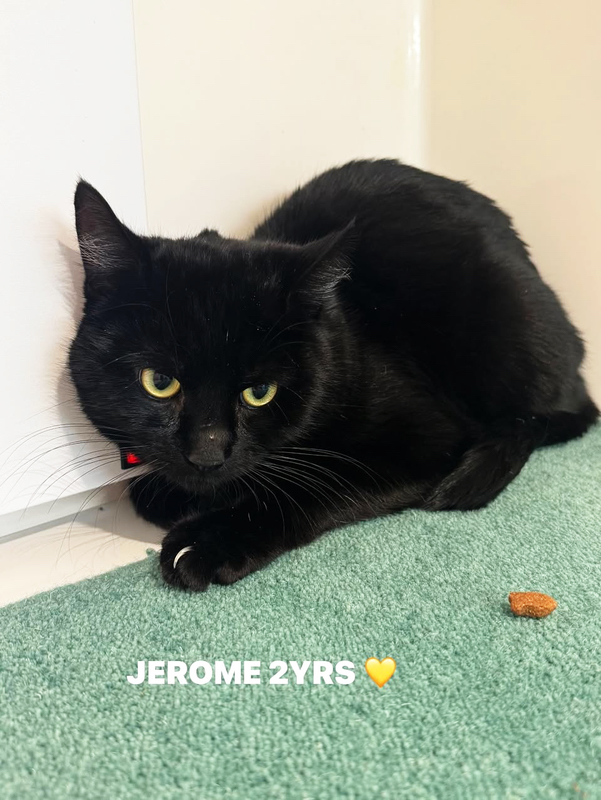 Jerome the cat