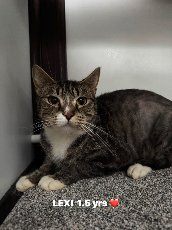 Lexi the cat