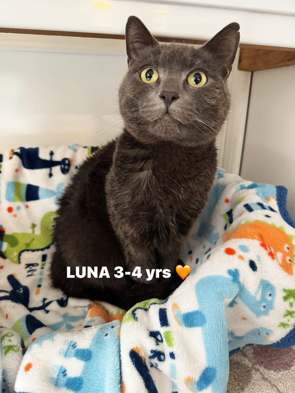 Luna the cat