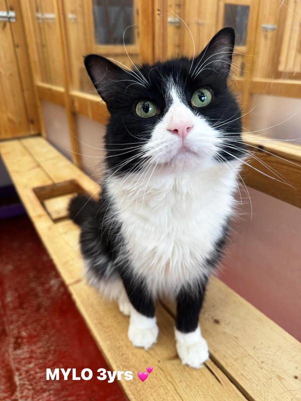 Mylo the cat