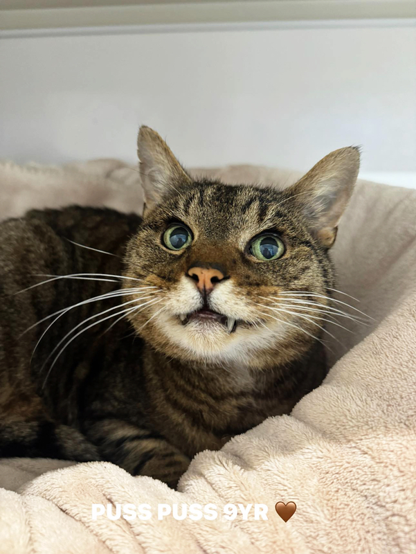 Puss Puss the cat