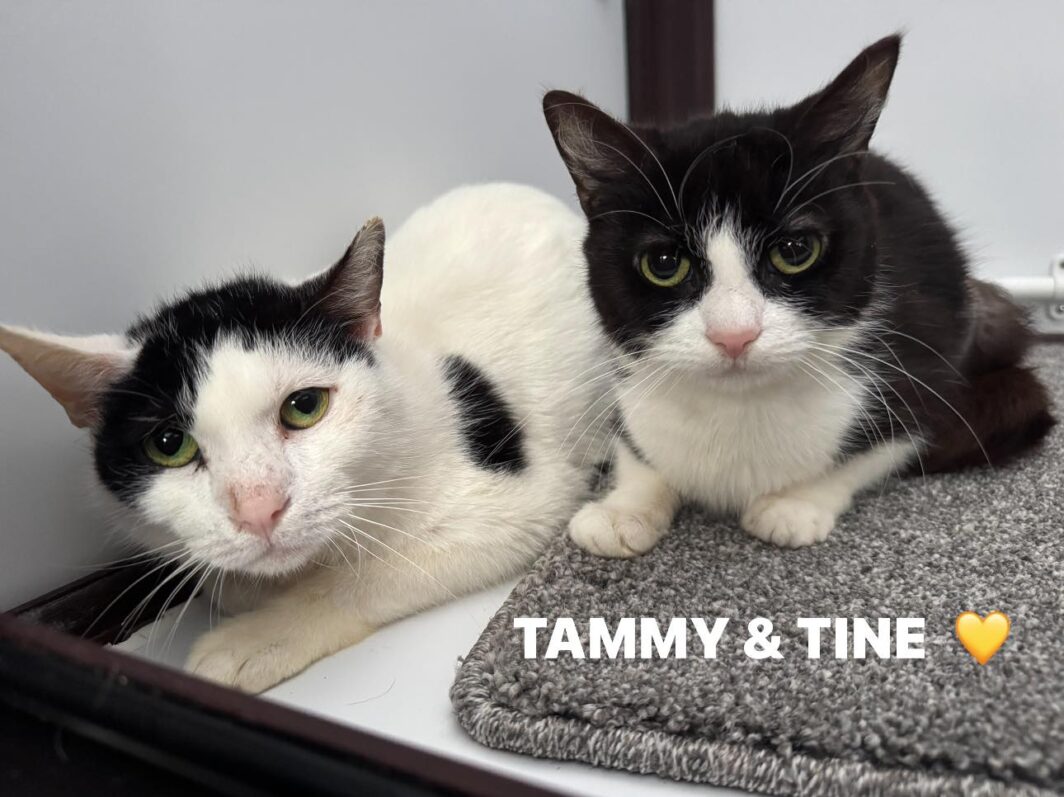 Tammy and Tine, two lovely cats