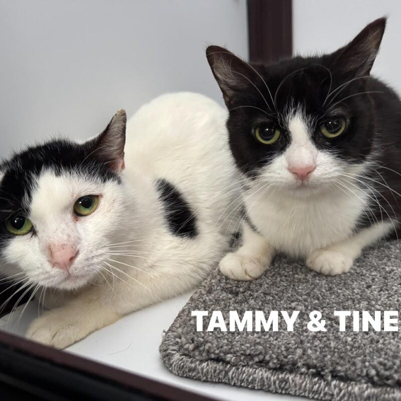 Tammy and Tine, two lovely cats