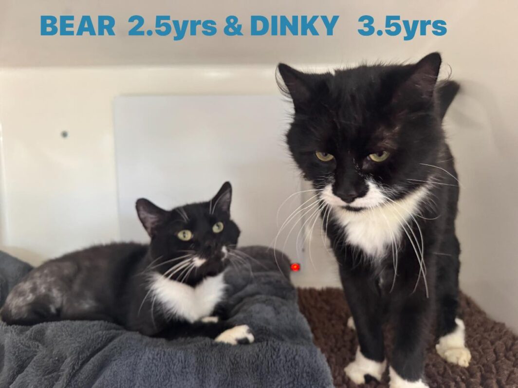 Bear and Dinky, two black and white boys
