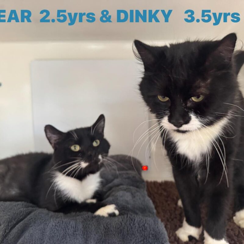 Bear and Dinky, two black and white boys