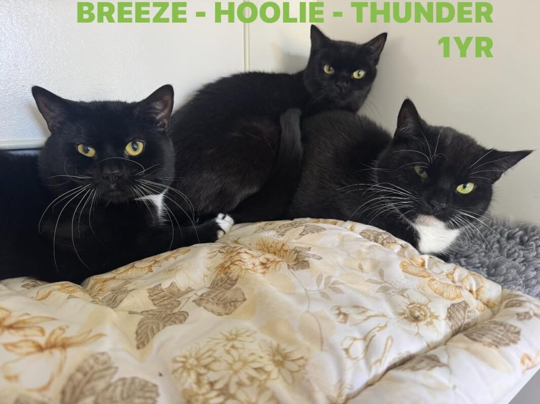 Breeze, Hoolie and Thunder