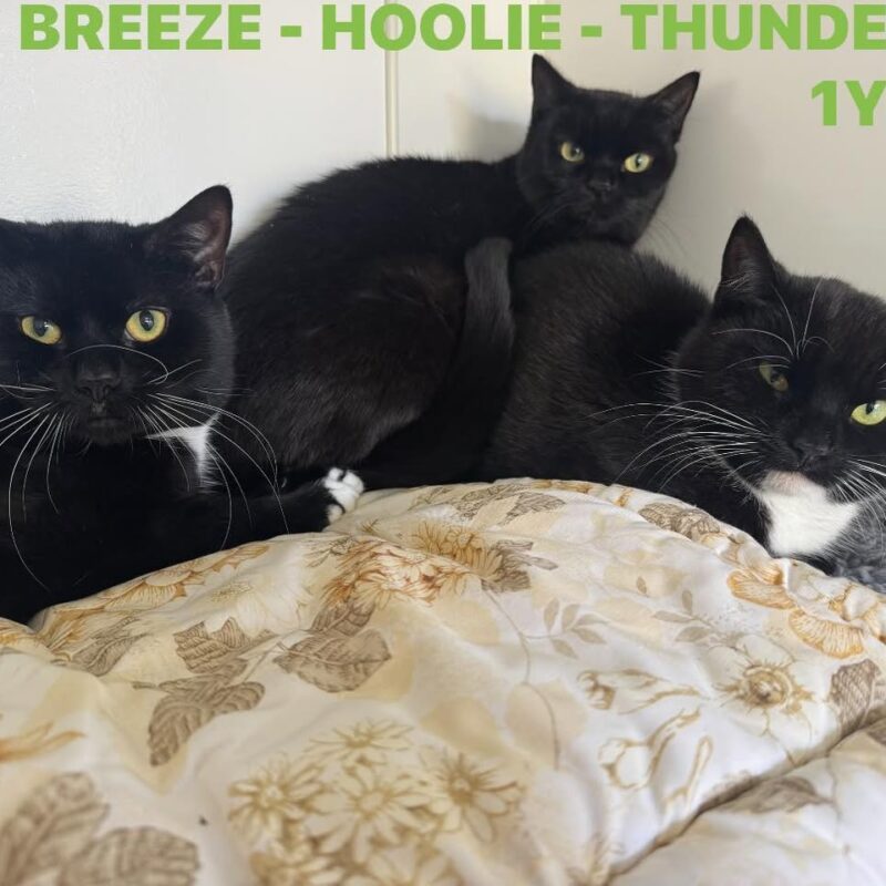 Breeze, Hoolie and Thunder