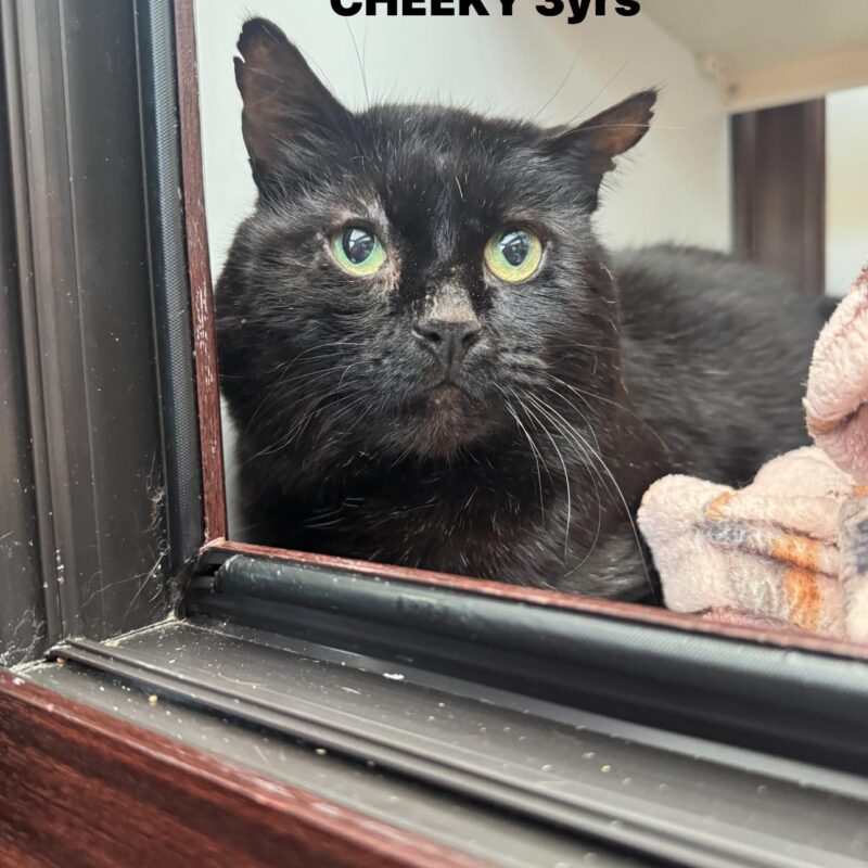 Cheeky the cat