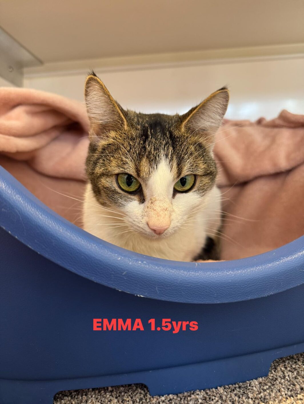 Emma the cat