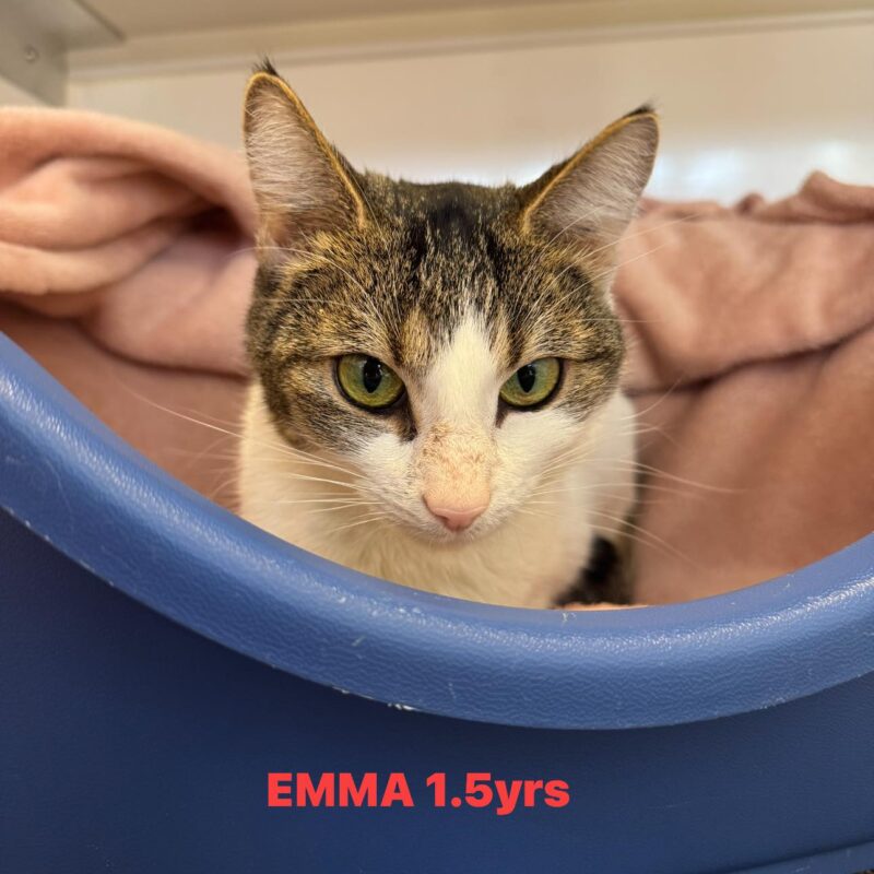 Emma the cat