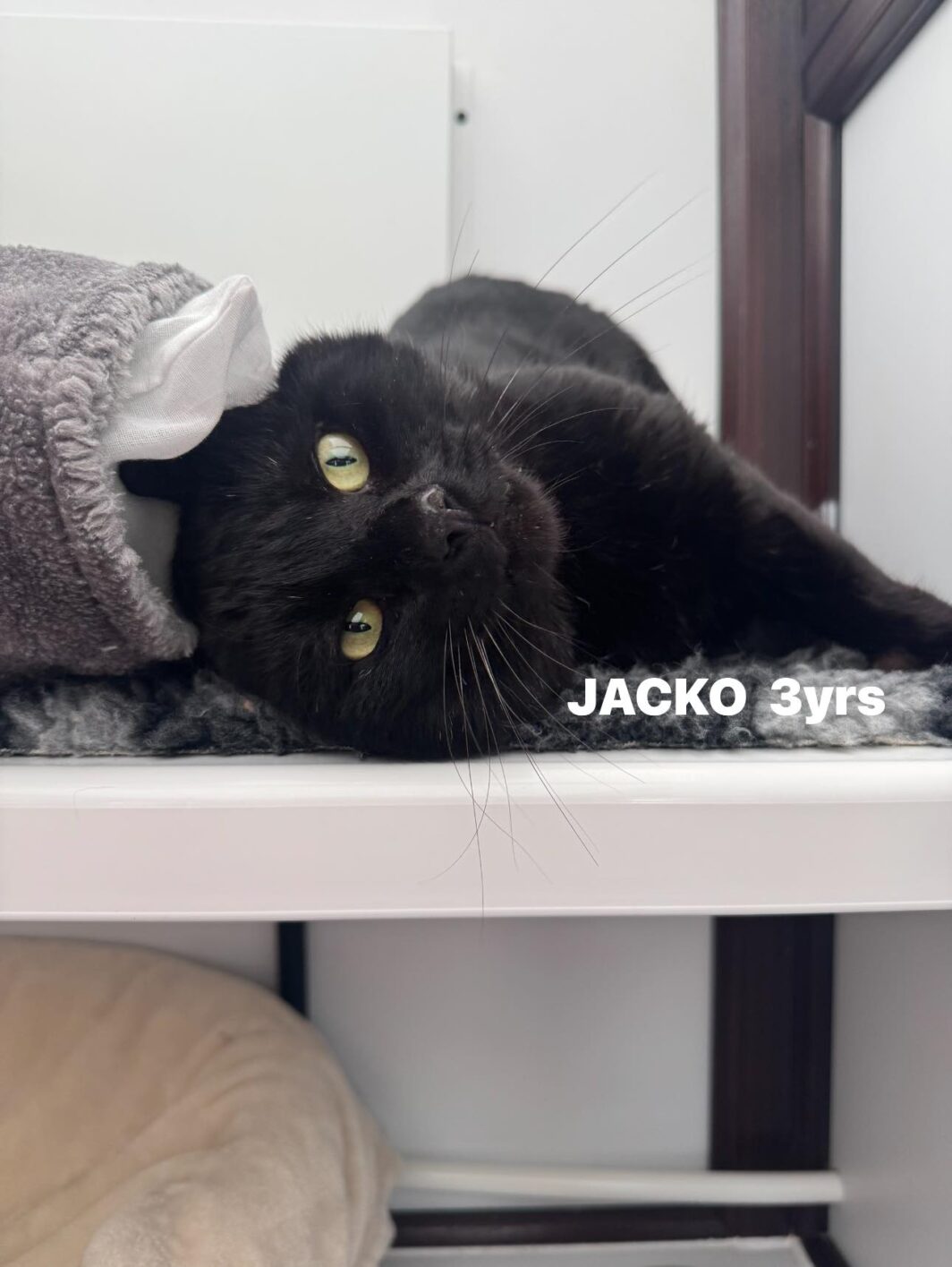 Jacko the cat