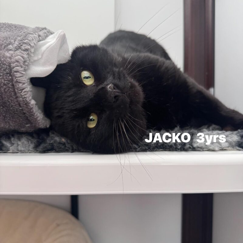 Jacko the cat