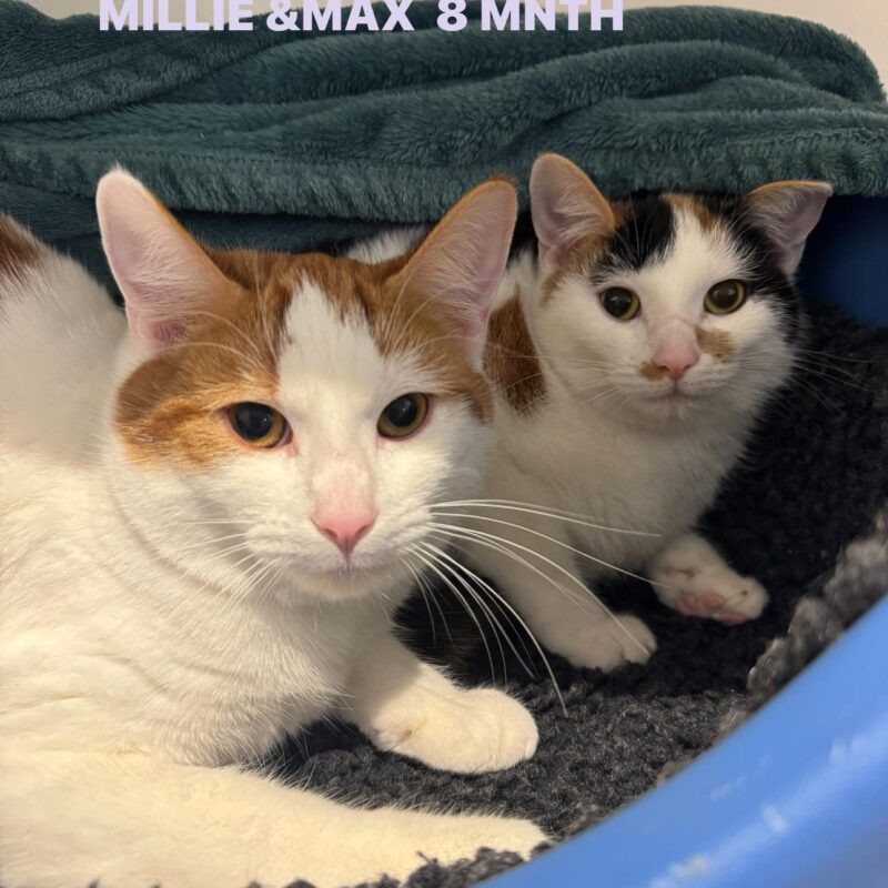 Max and Millie, two lovely little cats