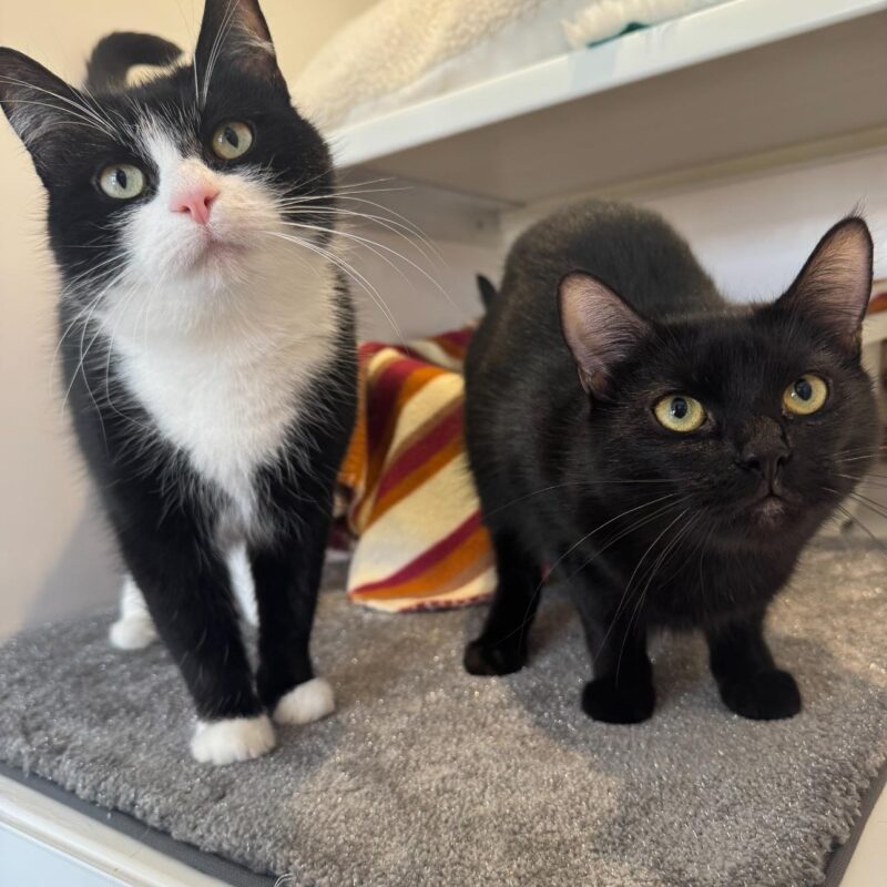 Sophie and Harmony, two lovely little cats.