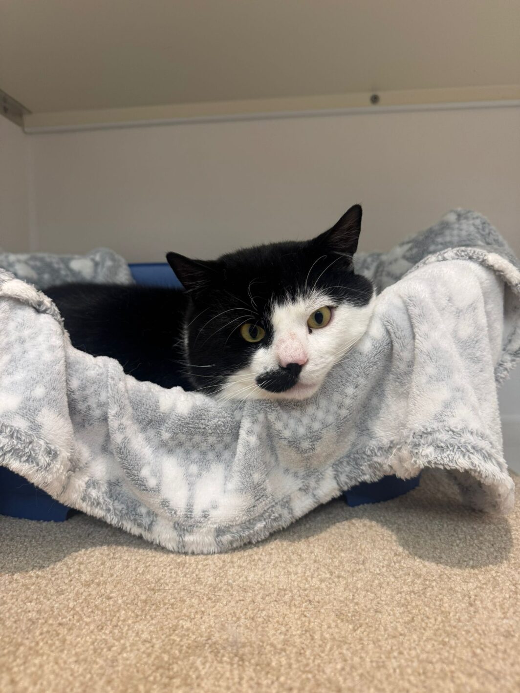 Billy the cat