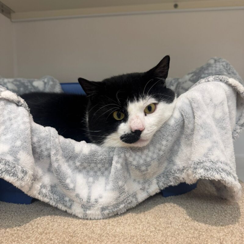Billy the cat