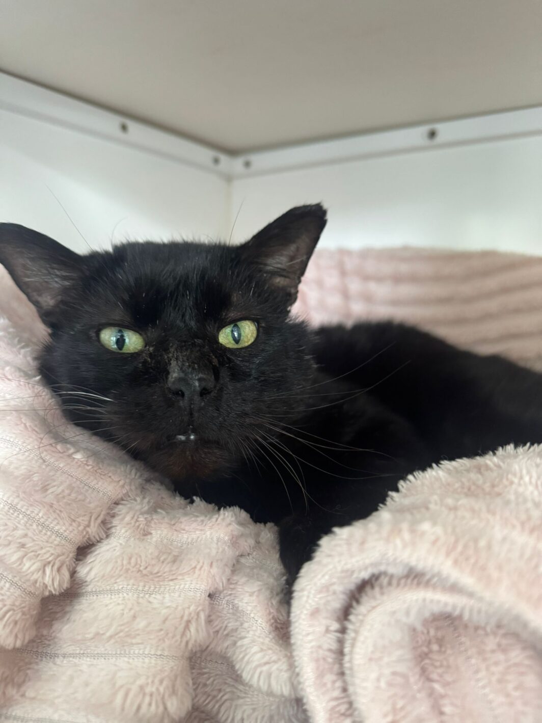 Binx the cat