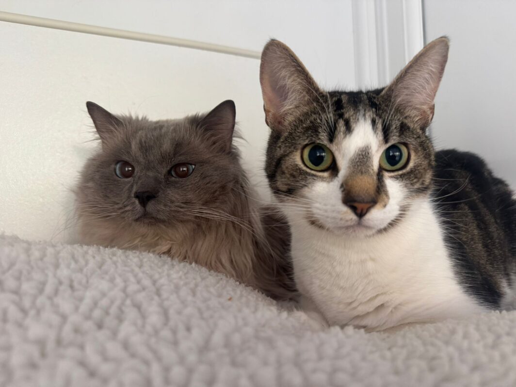 Blue and Biscuit, two lovely cats