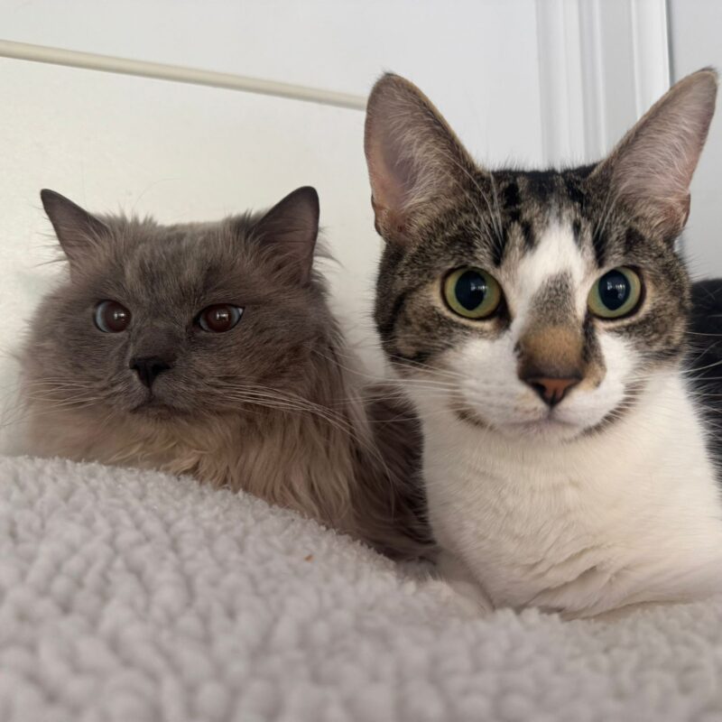 Blue and Biscuit, two lovely cats