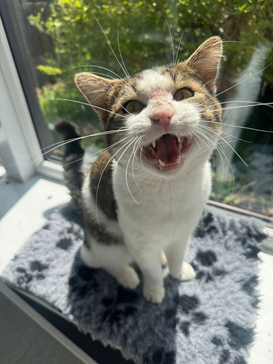 Clive the cat