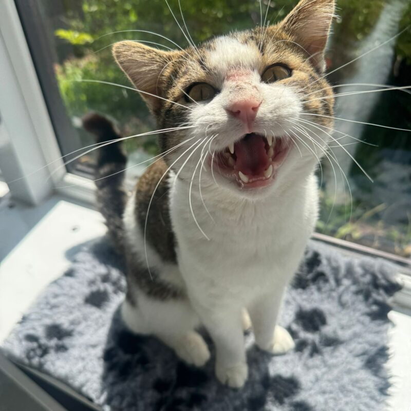 Clive the cat