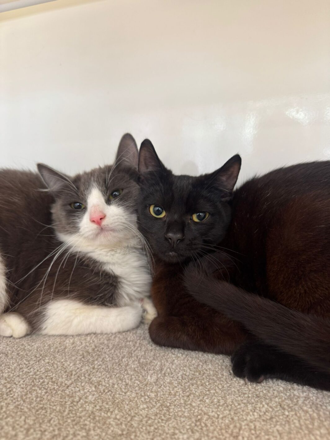 Dave & Steve, two little cuties