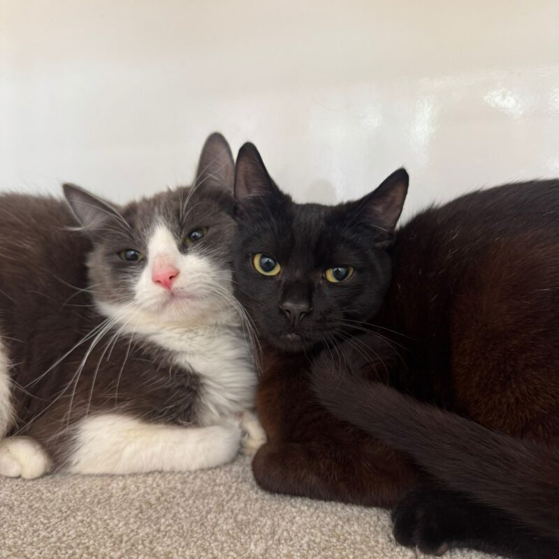 Dave & Steve, two little cuties