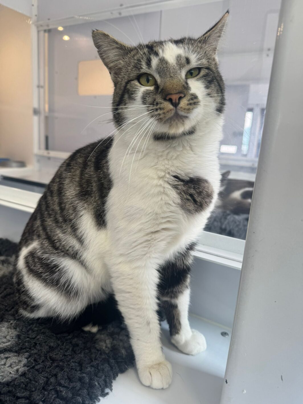 Dynamite the cat