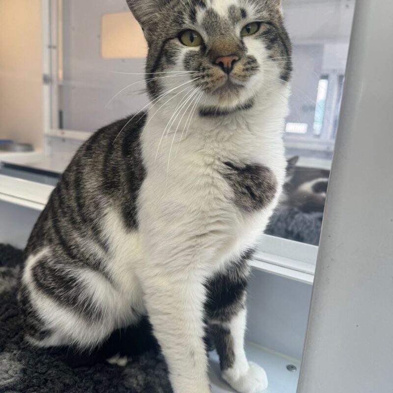 Dynamite the cat