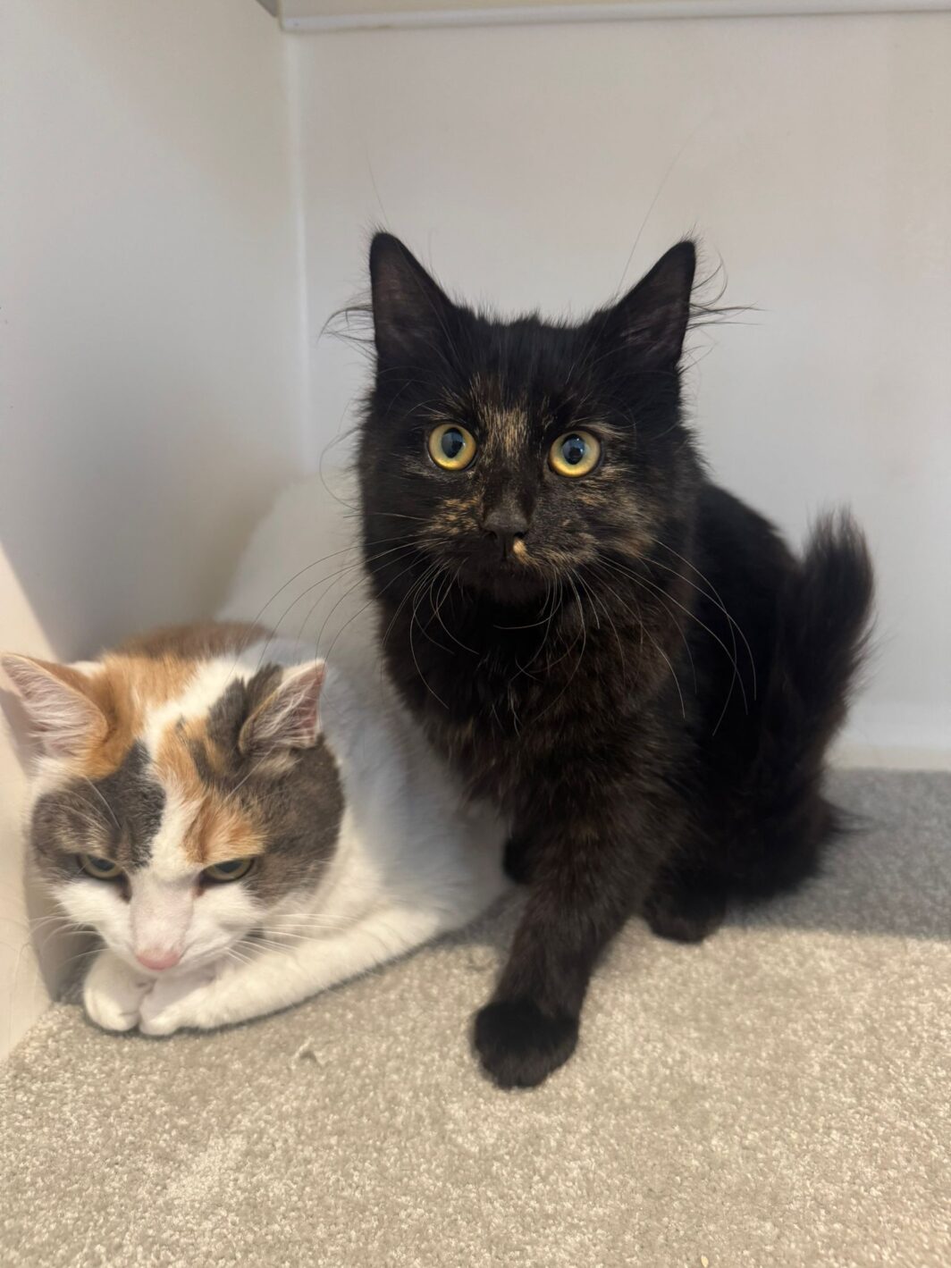 Ella and Misty, two lovely cats