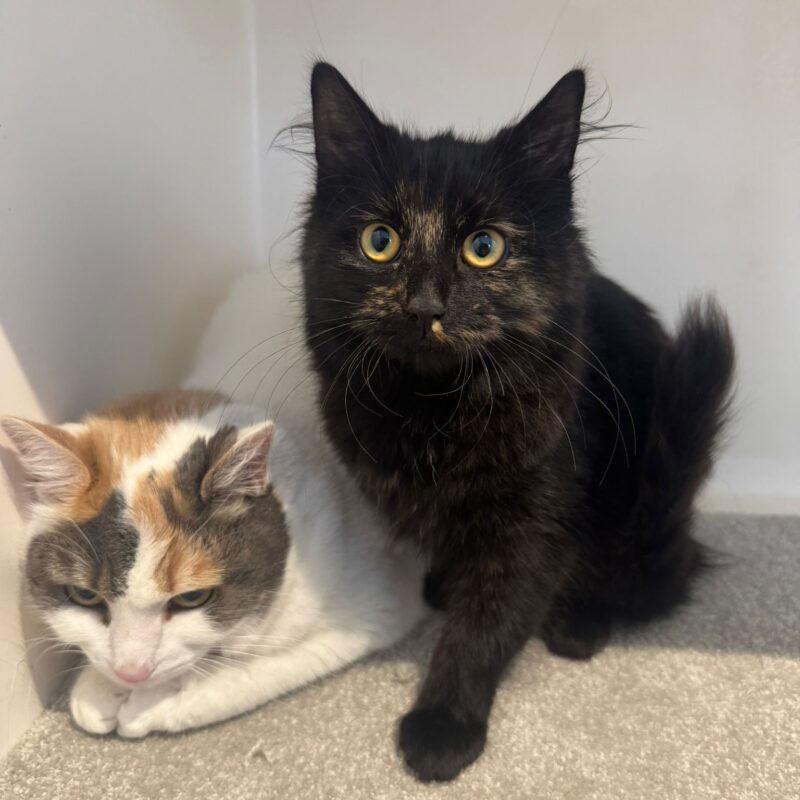 Ella and Misty, two lovely cats