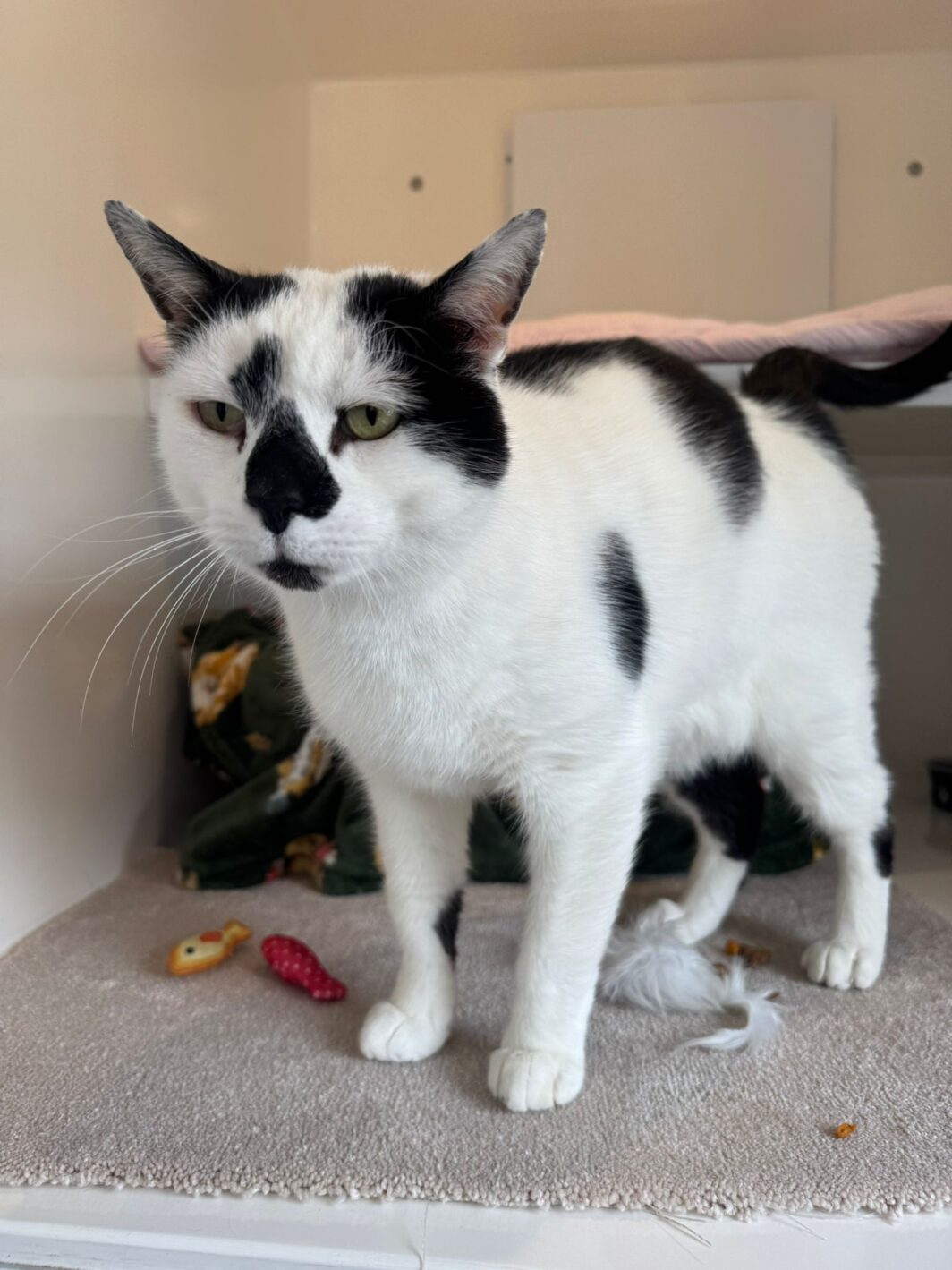 Elvis the cat