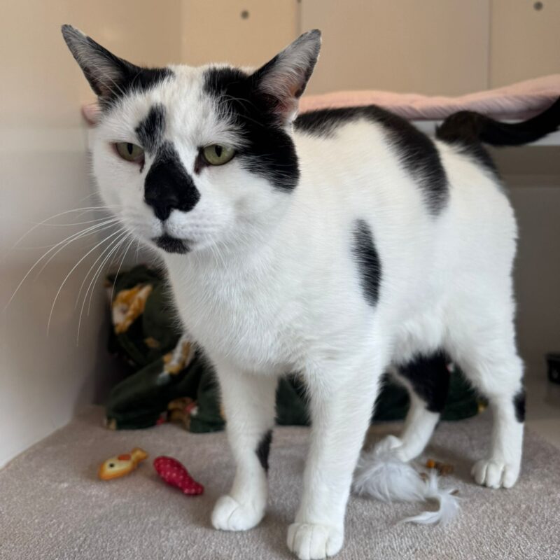 Elvis the cat
