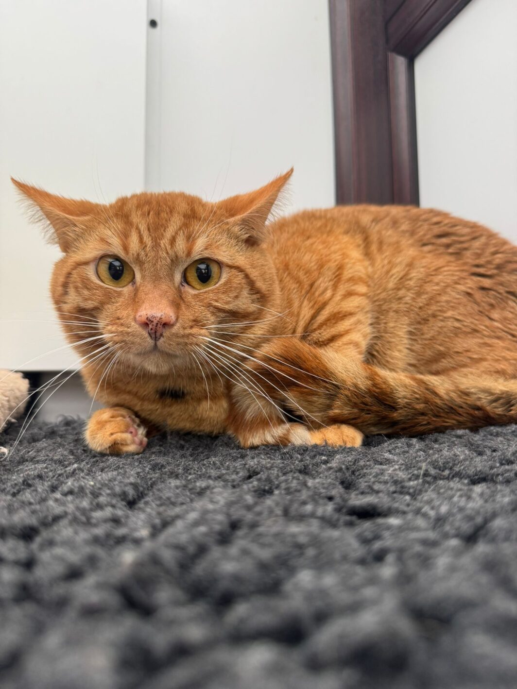 Ewan the cat