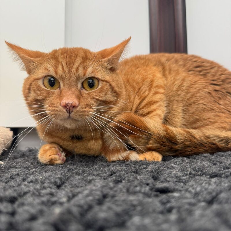 Ewan the cat