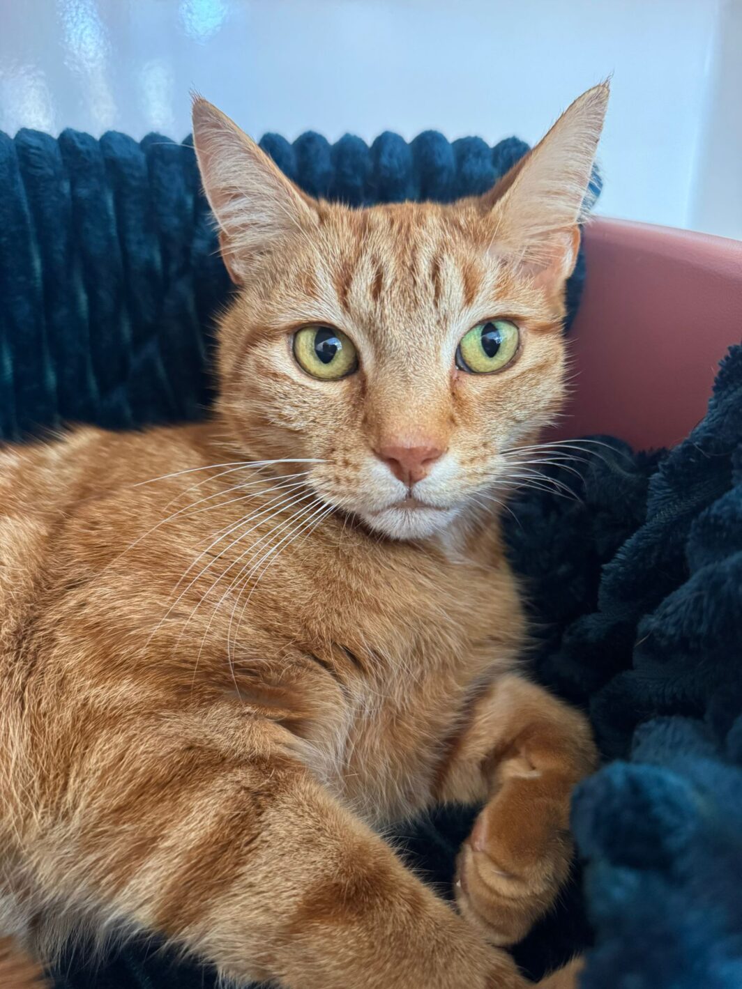 Jaffa the cat
