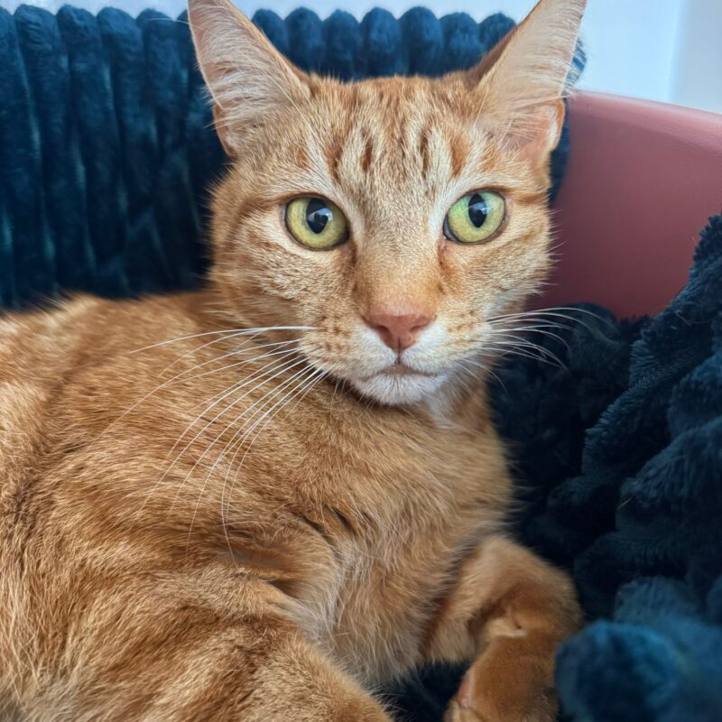 Jaffa the cat