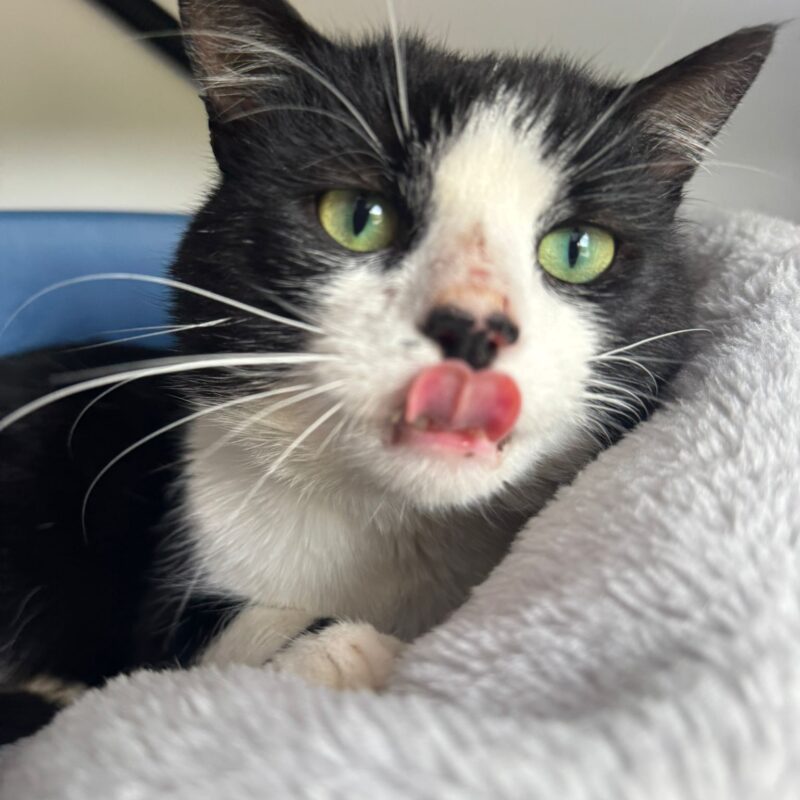 Kit the cat