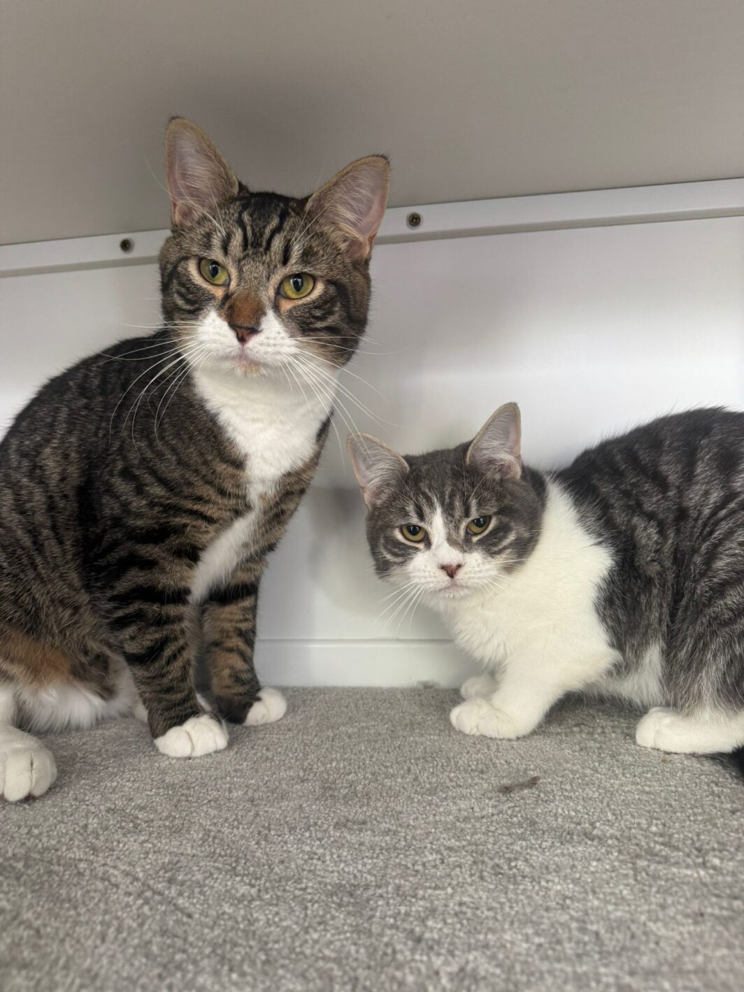 Milo and Jasper. two lovely little cats