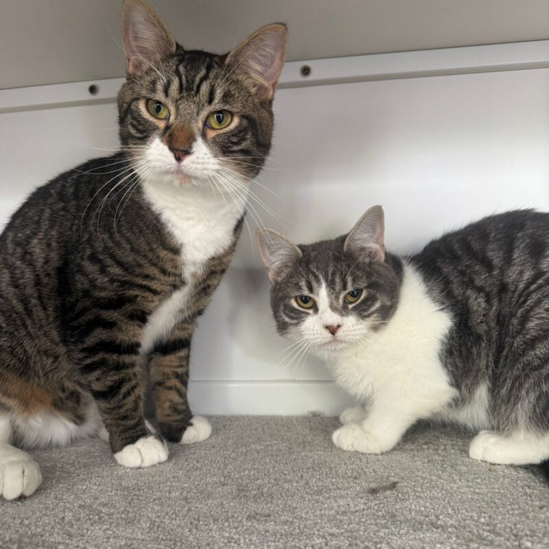 Milo and Jasper. two lovely little cats