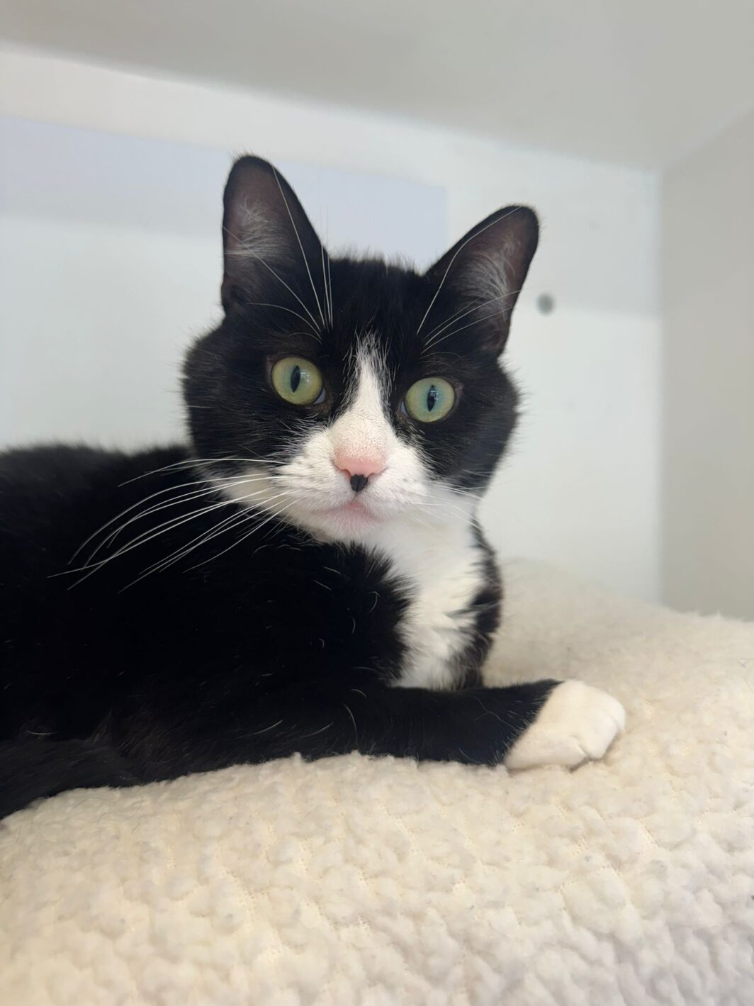 Missy the cat