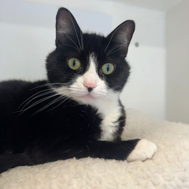 Missy the cat