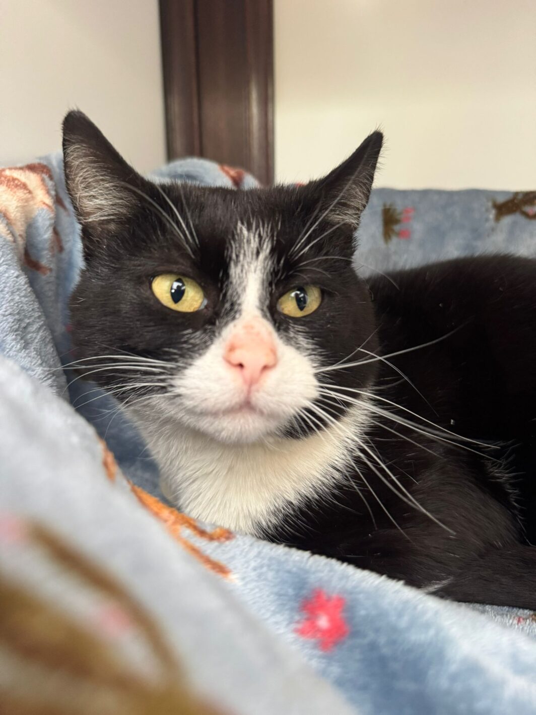 Oreo the cat