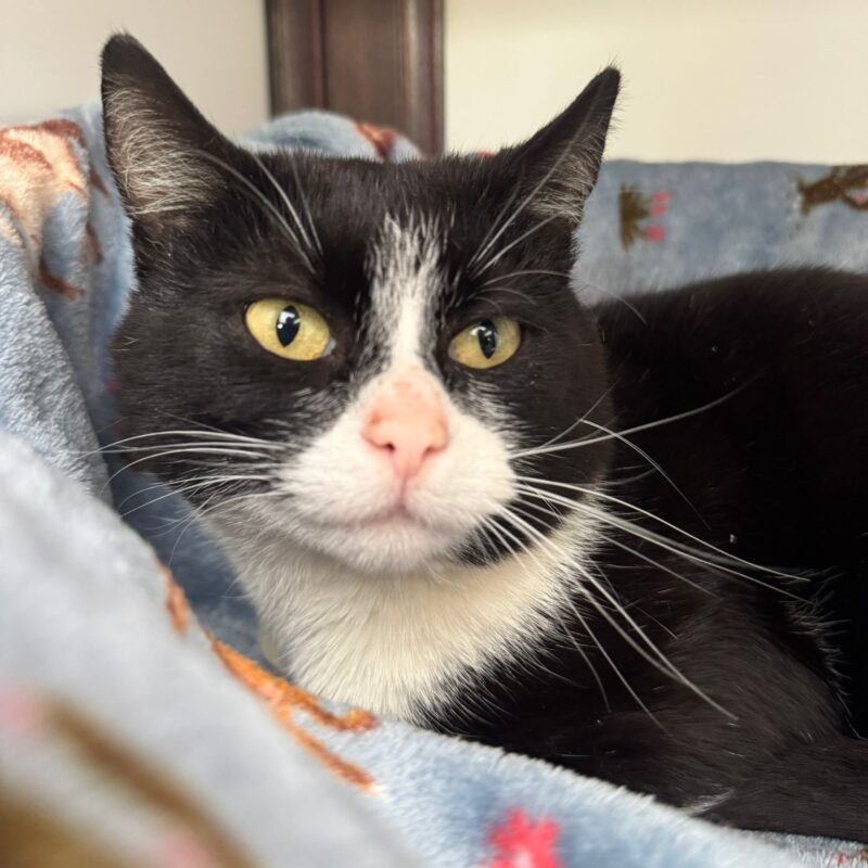 Oreo the cat