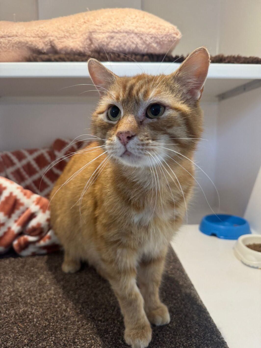 Oscar the cat