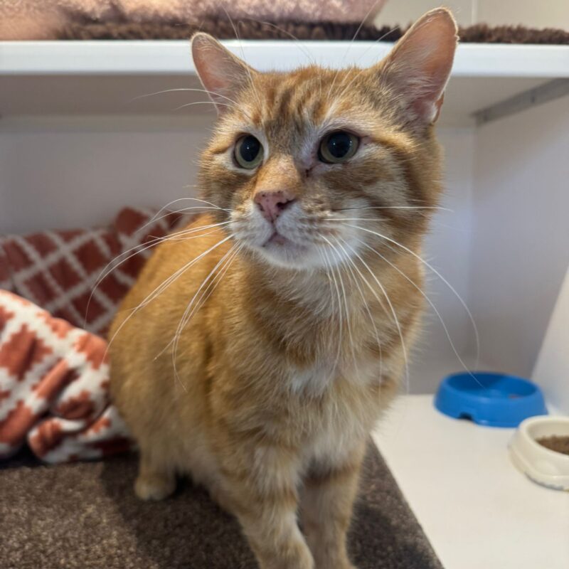 Oscar the cat