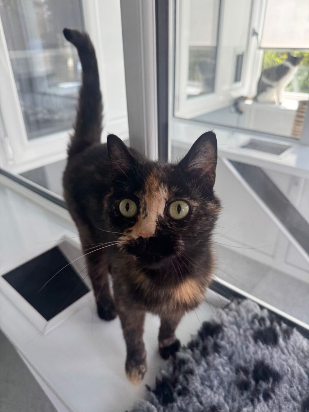 Shelley the cat