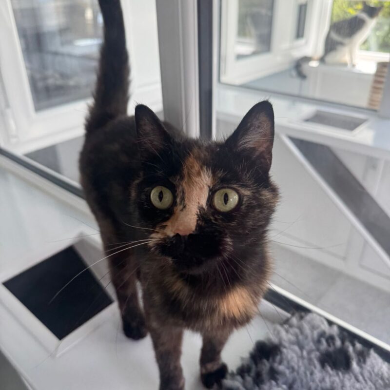 Shelley the cat