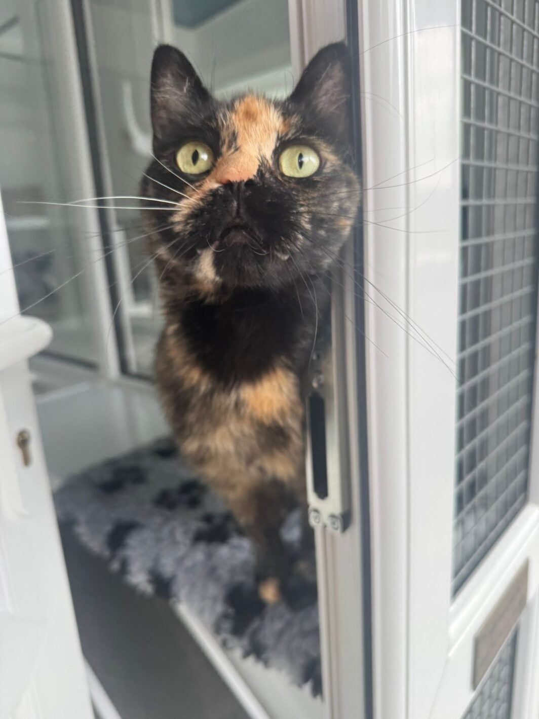 Shelley the cat